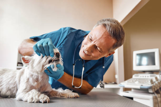 Best 24-Hour Emergency Dentist in Oxoboxo River, CT
